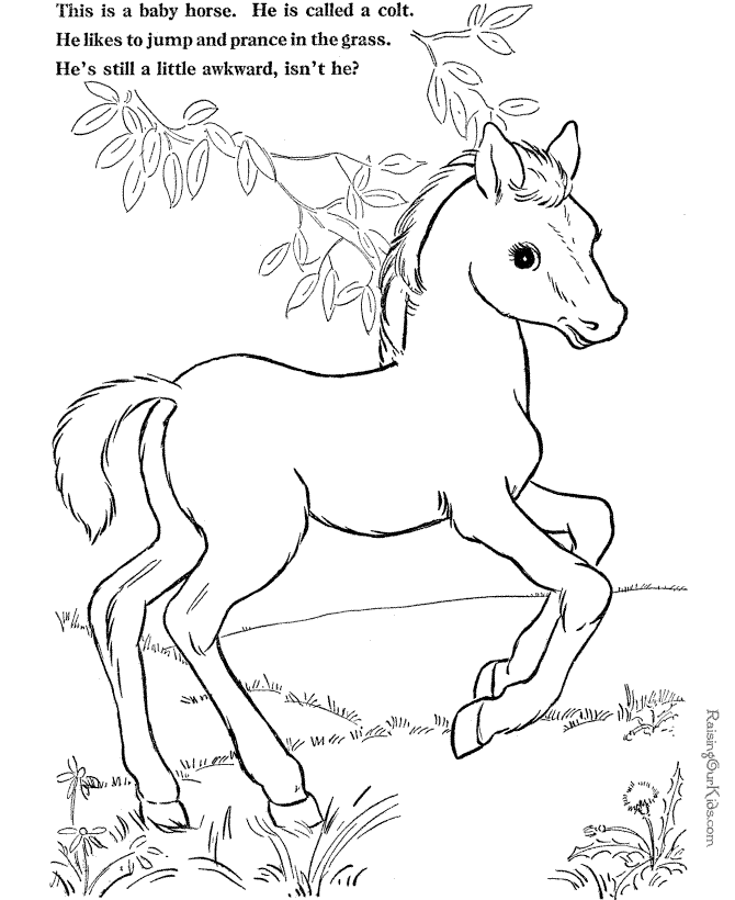 farm coloring page of baby horse