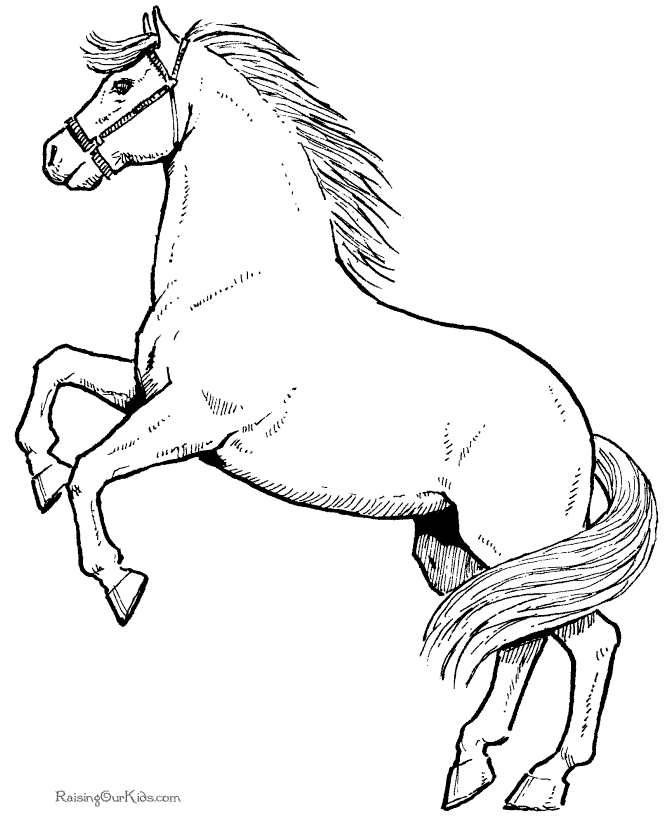 Wild horse picture to color