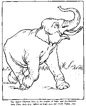 zoo elephant coloring page