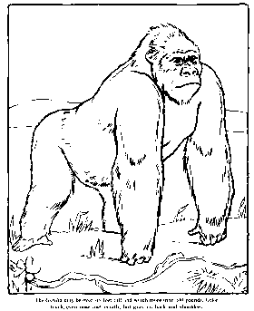 gorilla zoo coloring pages