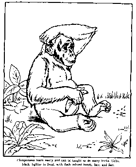 zoo chimp coloring page