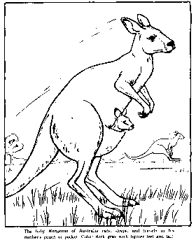 zoo kangaroo coloring page
