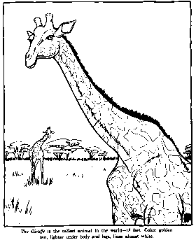 zoo giraffe coloring pages